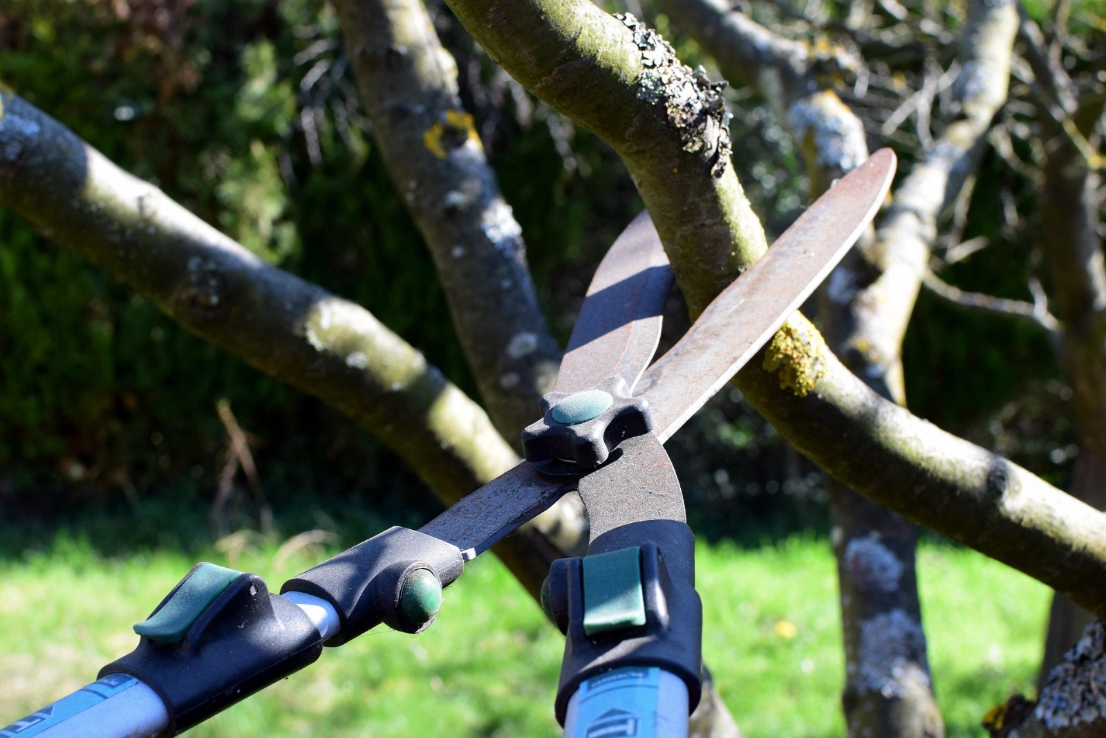 Tree Solutions Houston Tree Removal