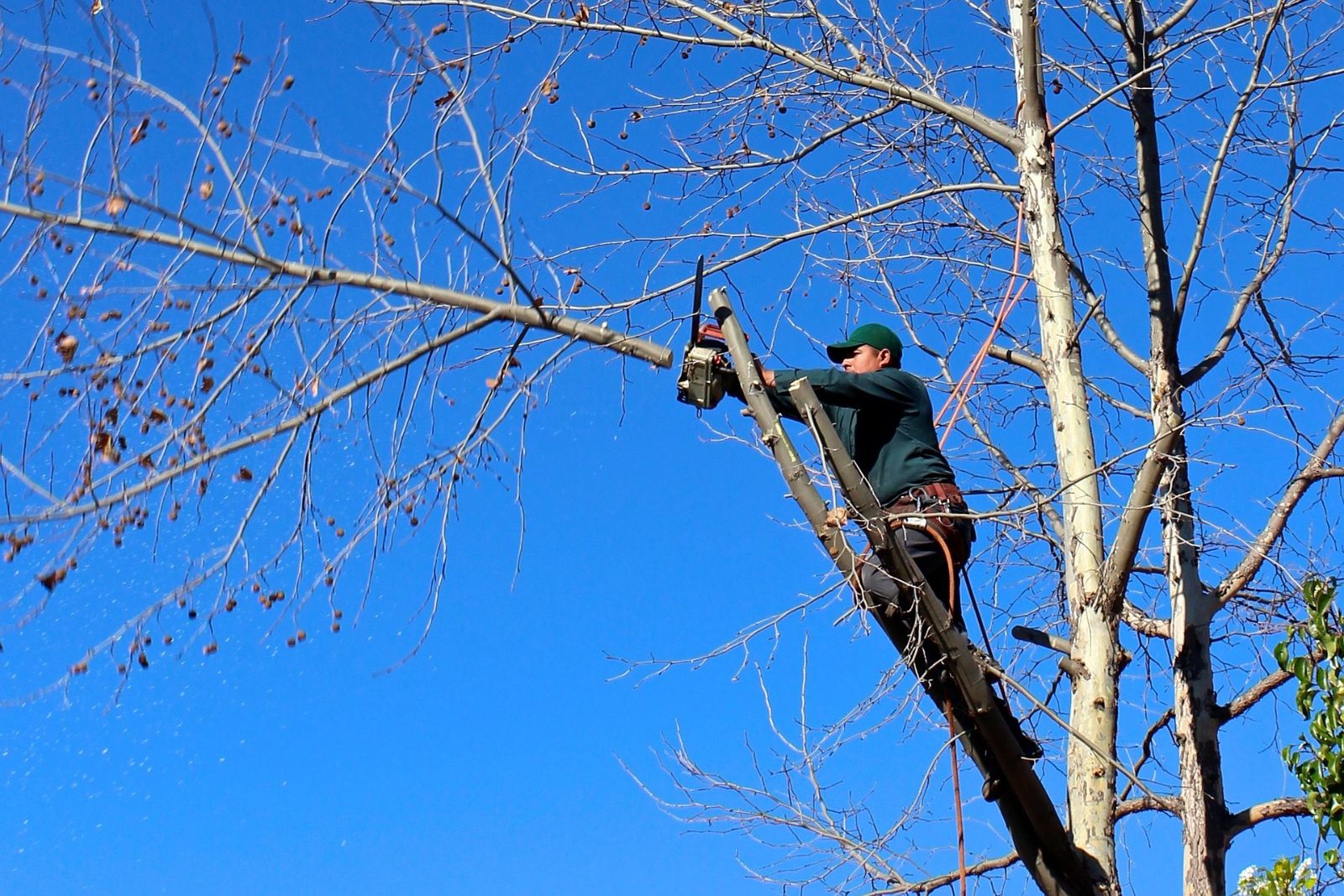 Tree Solutions Houston Tree Removal