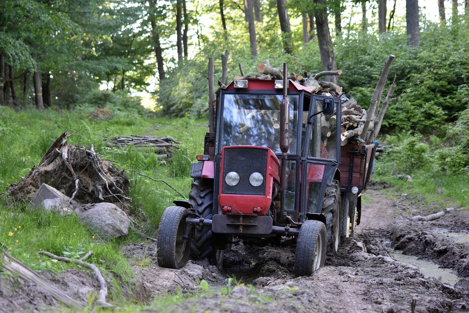 Stump Removal